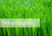 Detoxification Support